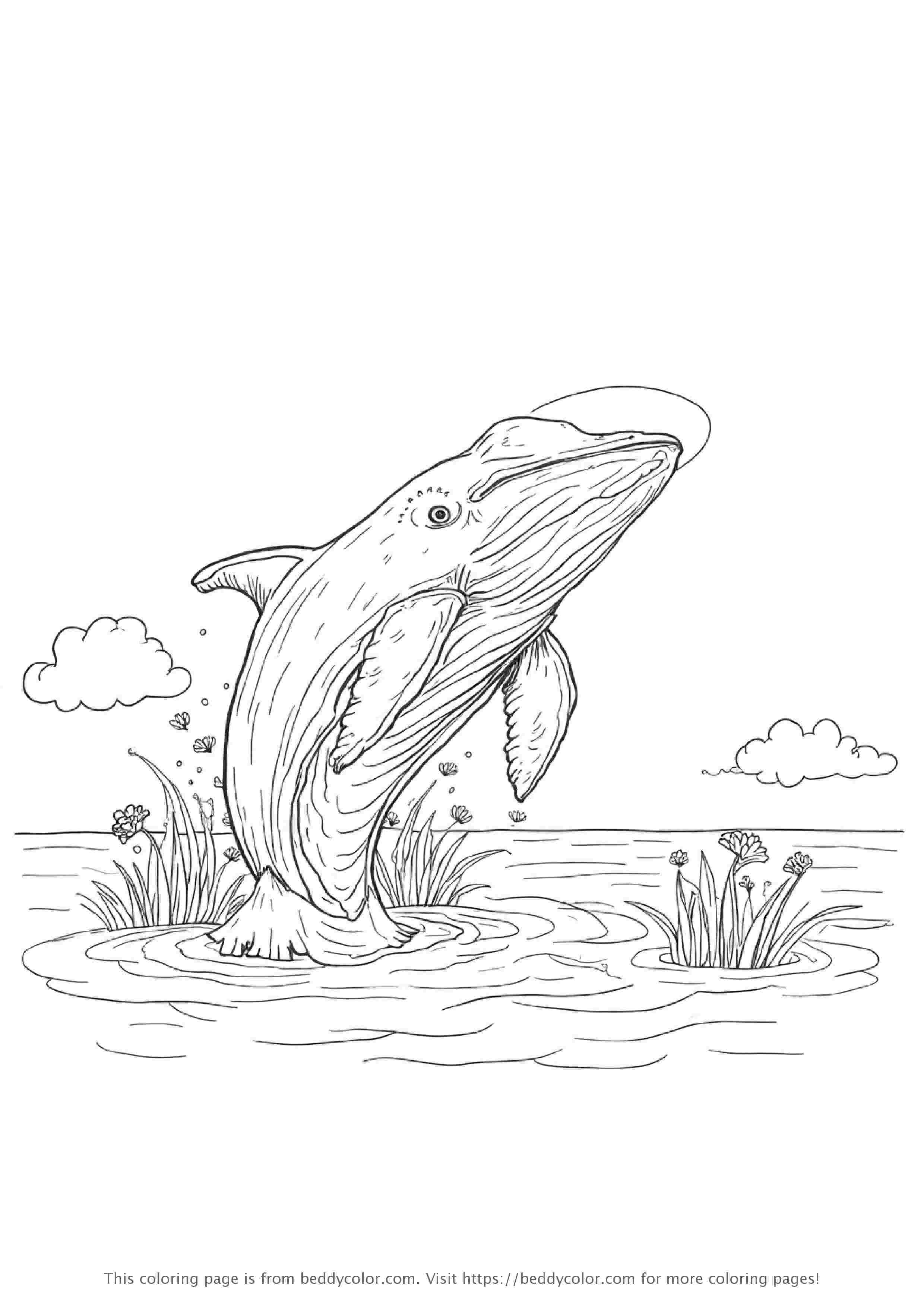 Whale Breaching the Surface