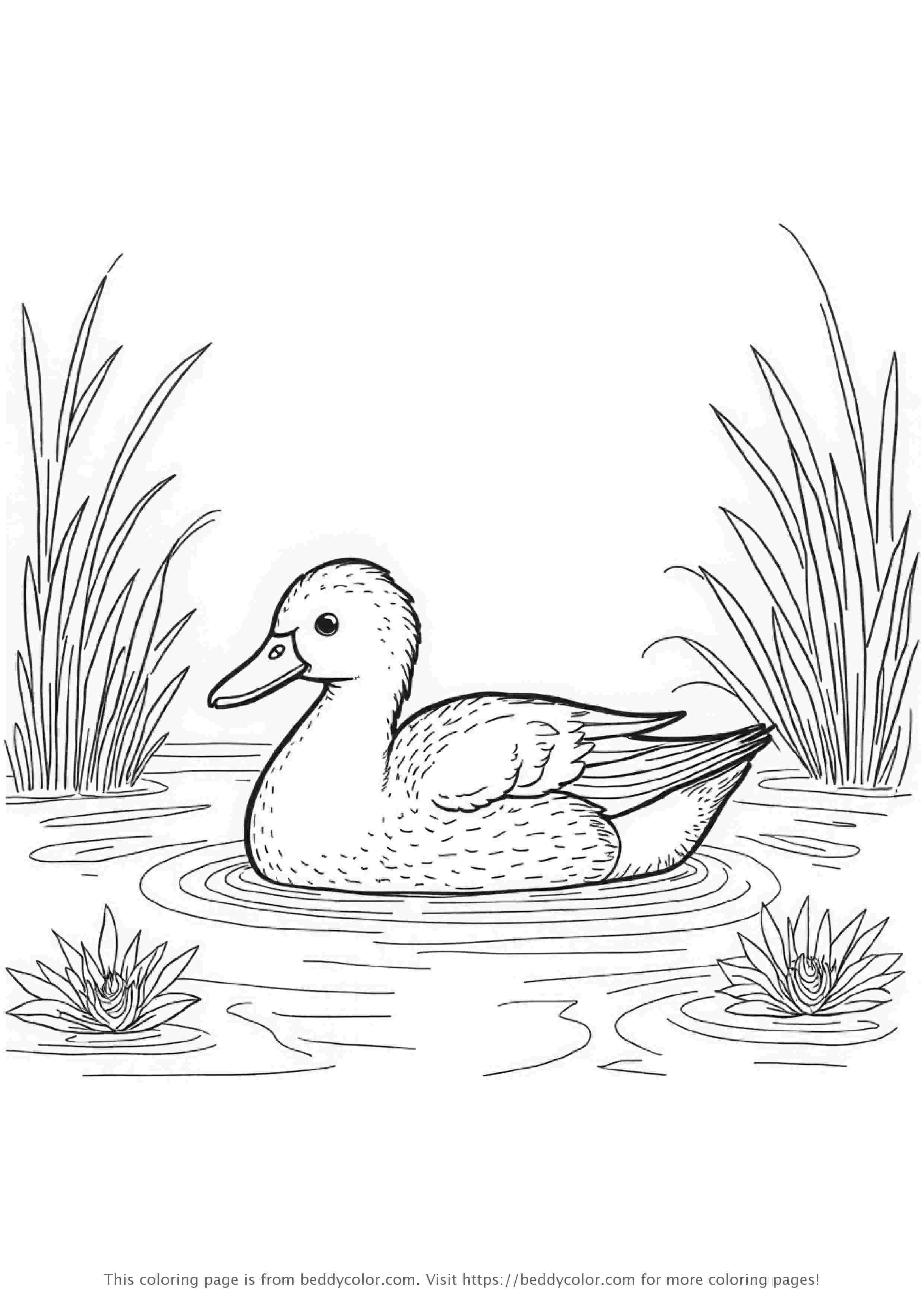 Duck Swimming in Pond